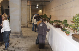 Mostra de bonsai i suiseki al pati de l'Hospici. ACGAX. Servei d'Imatges. Fons Ajuntament d'Olot. Autor desconegut, 2009.