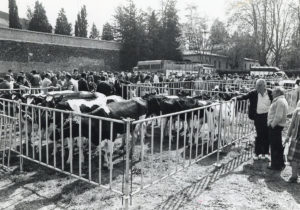 Mostra de bestiar boví a la zona del Puig del Roser. ACGAX. Servei d'Imatges. Fons L'Olotí. Autor desconegut, 1983.