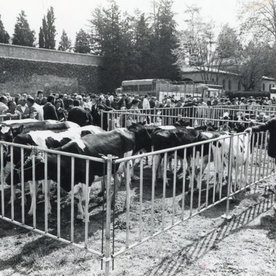Mostra de bestiar boví a la zona del Puig del Roser. ACGAX. Servei d'Imatges. Fons L'Olotí. Autor desconegut, 1983.